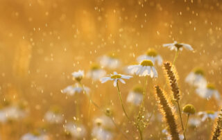 Wat leest u in onze MKB-Nieuwsbrief van mei 2024? Welke aandachtspunten zijn er voor uw bedrijf?